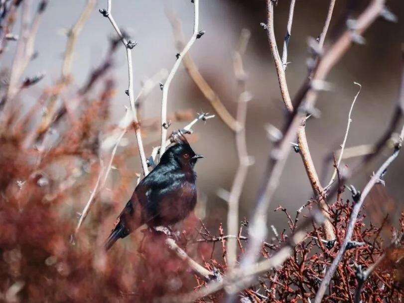 The Algorithm: Your bird pics are lame, no one wants to see bird pics, we're not gonna show anyone your bird pics, stop posting bird pics.

Me: okay but have you seen this bird