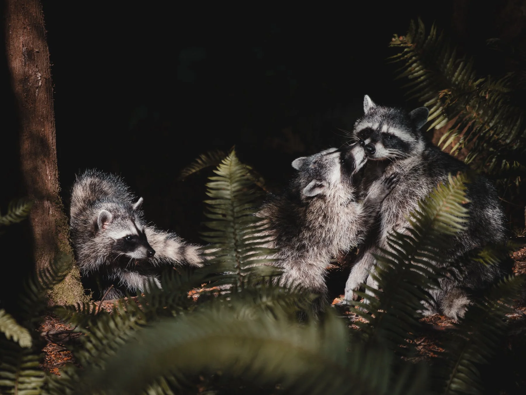 the forest house raccoons