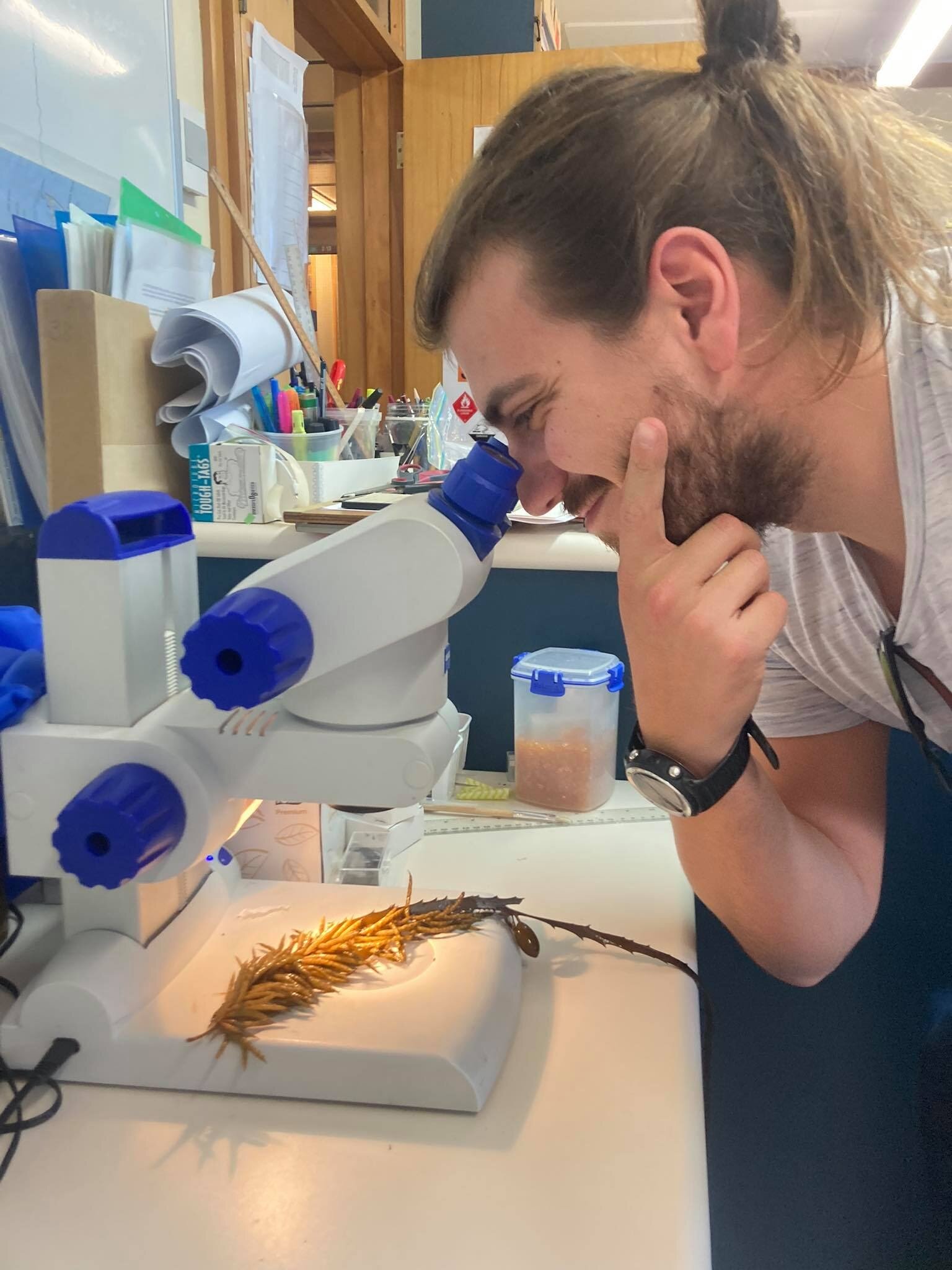 Having a closer look at those ripe seaweeds