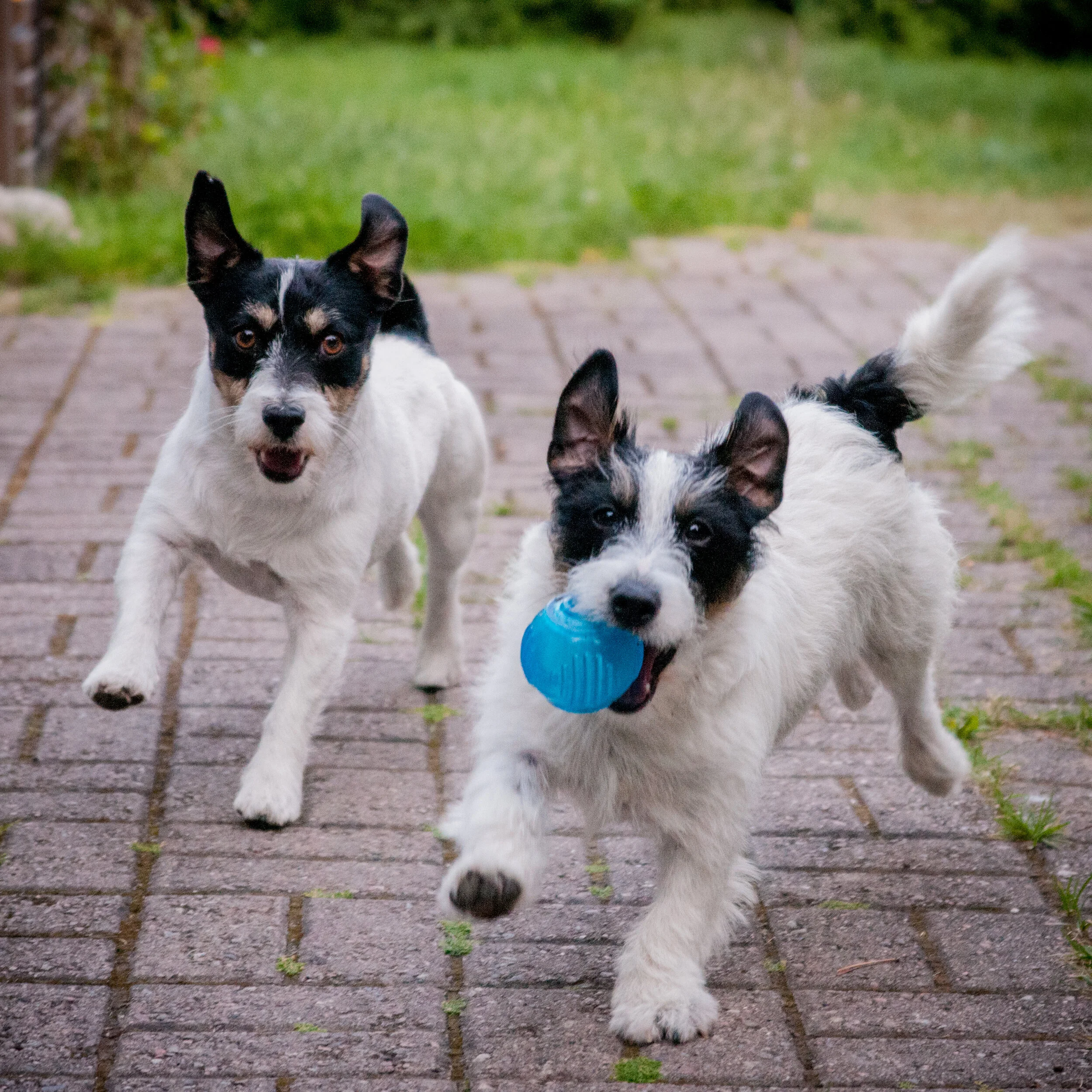DSC_1964_dexter_doglas_ballplay.jpg