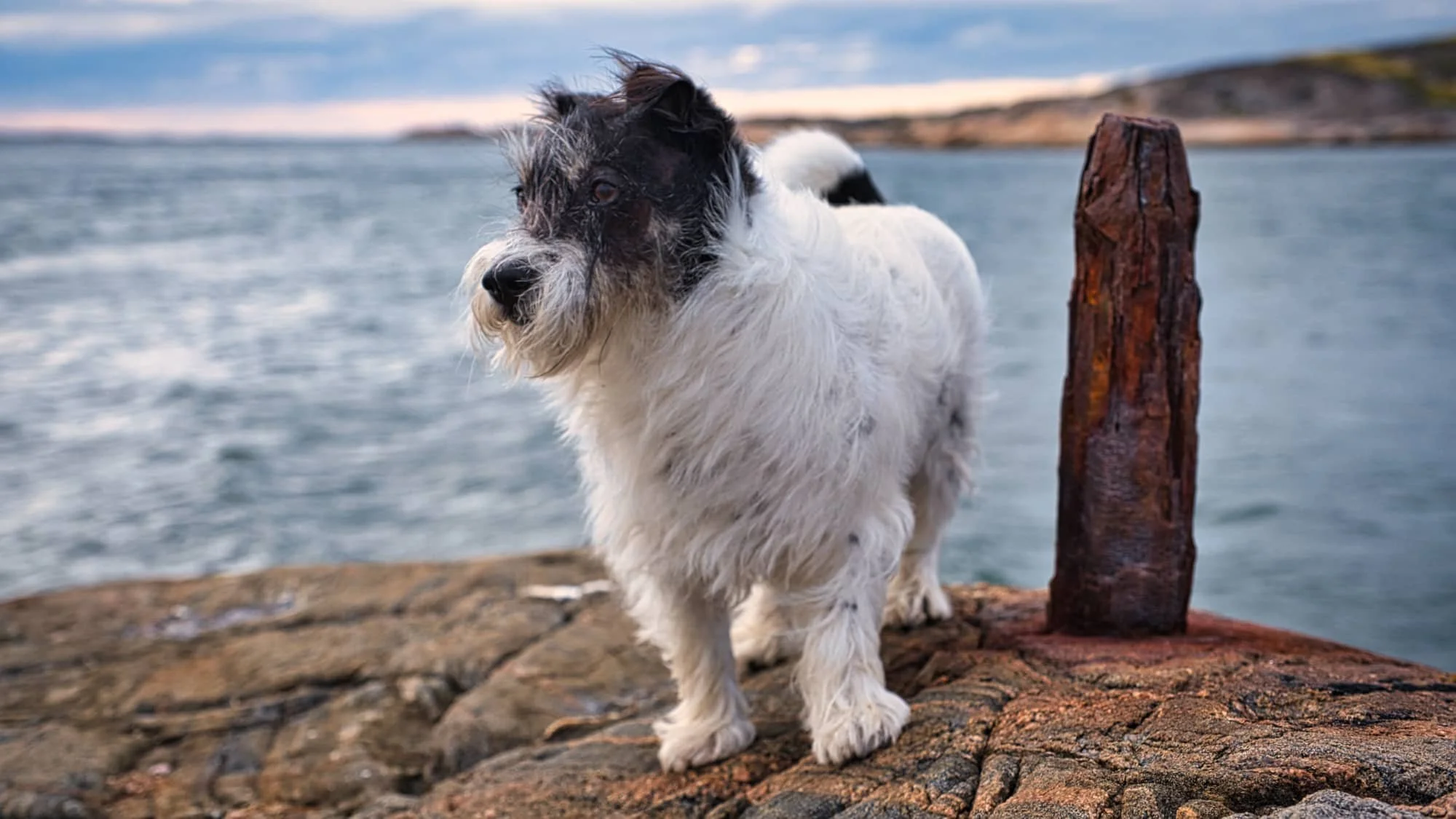 Den gamle och havet.