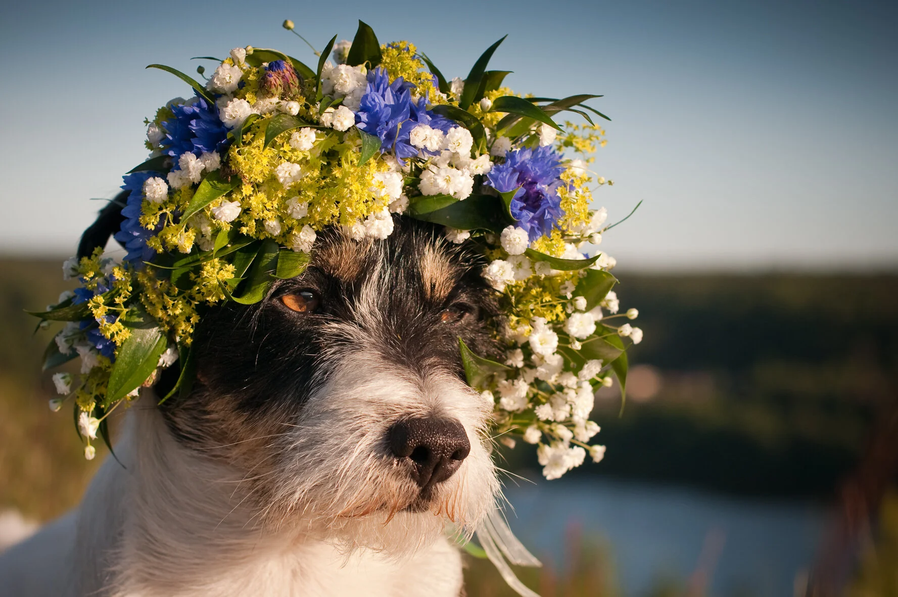 Dexter_midsommarfin.jpg