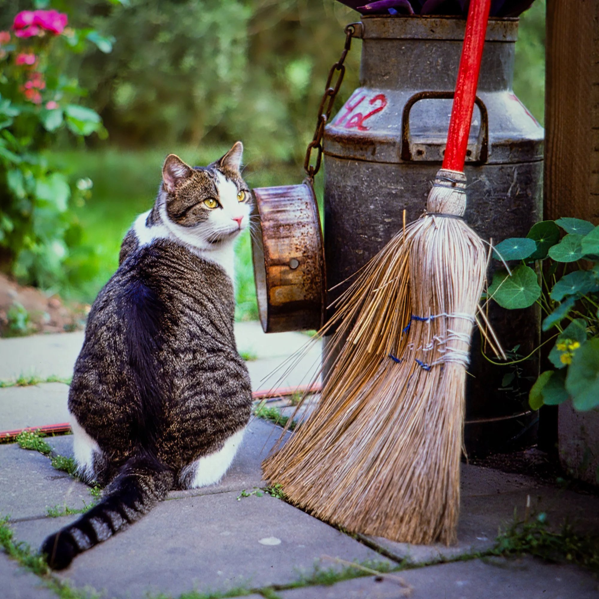 Nisse