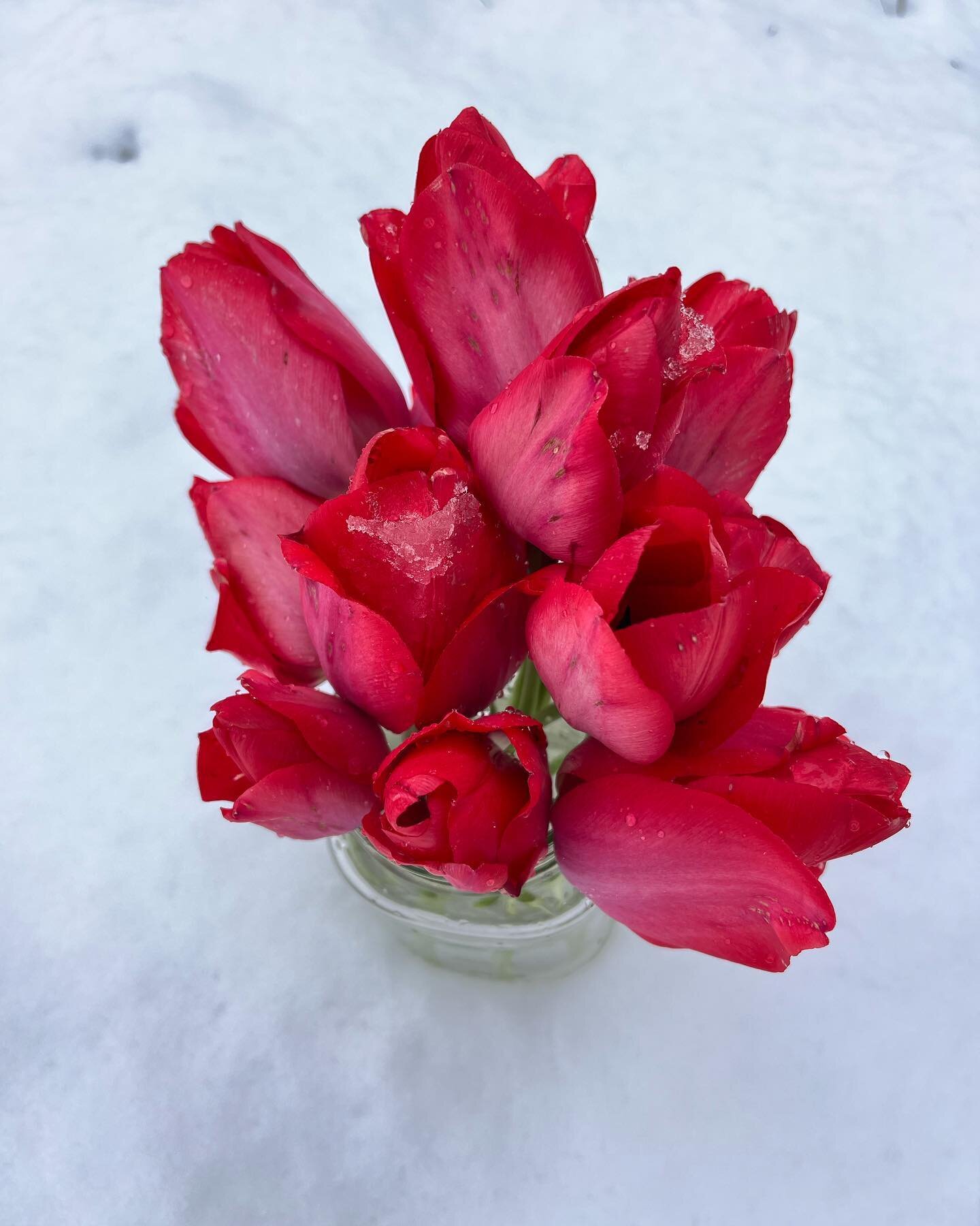 Rescuing tulips in the snow 🌷

#lovemyyard #pinktulips #tulipsinthesnow