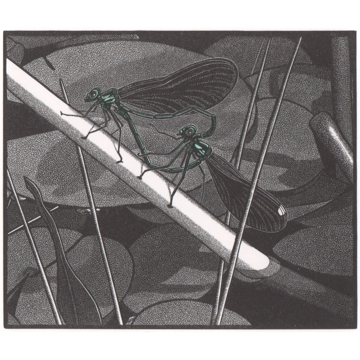 ABIGAIL RORER Ebony Jewelwings