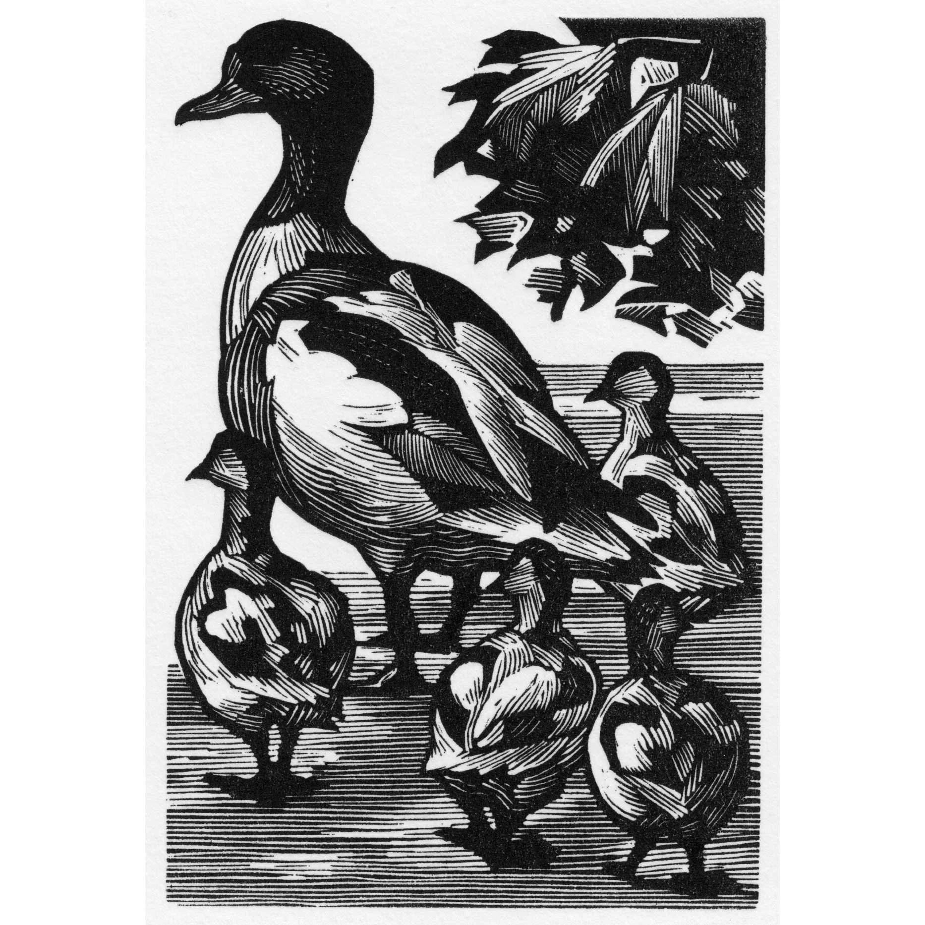 PETER BROWN 
Shelduck Family

