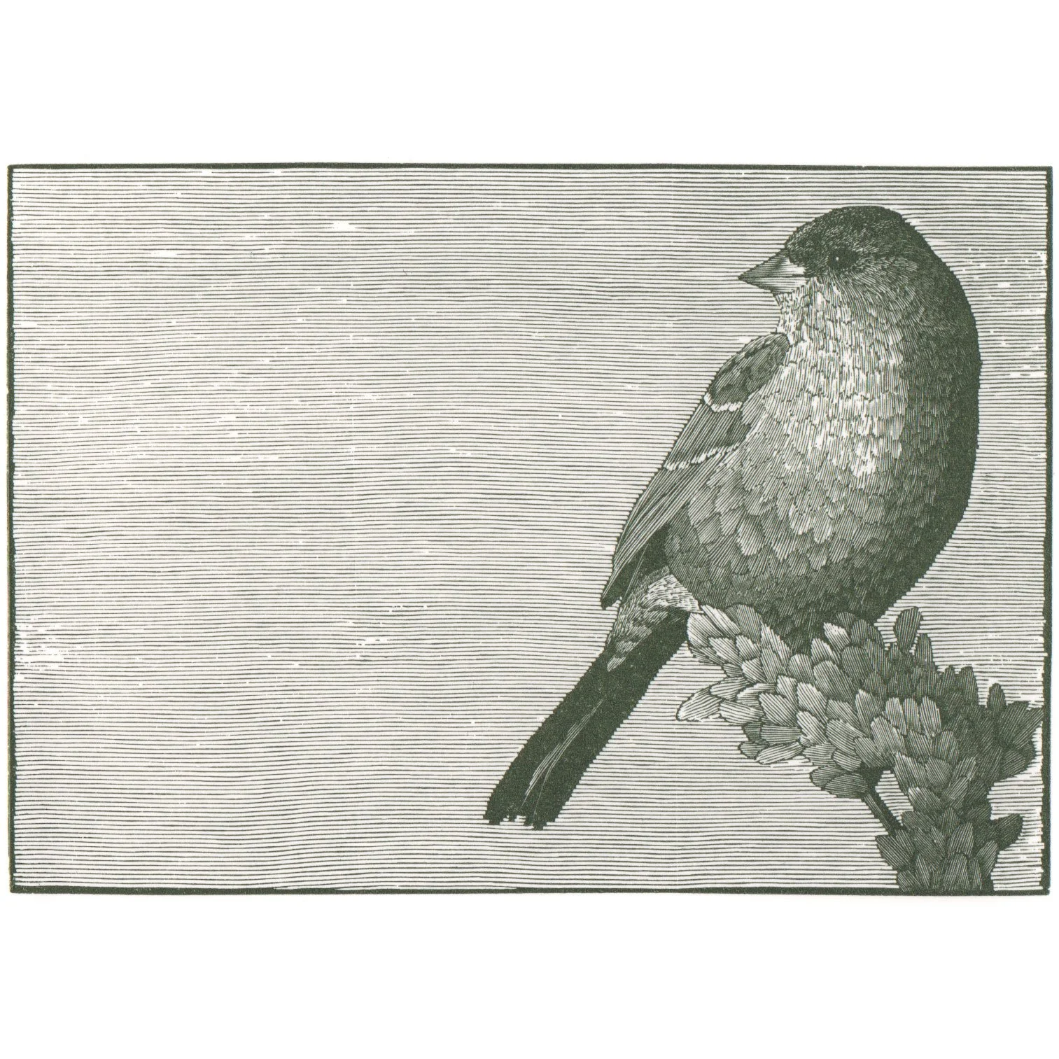 RICHARD WAGENER Golden-crowned Sparrow