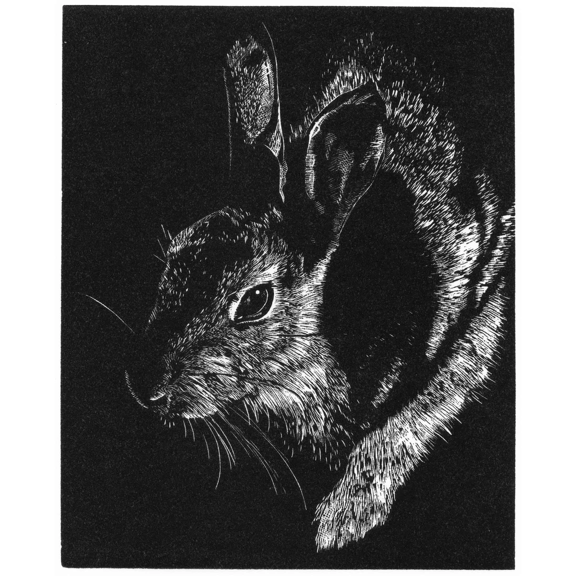 CARINE EUNSON
Cotton Tail

