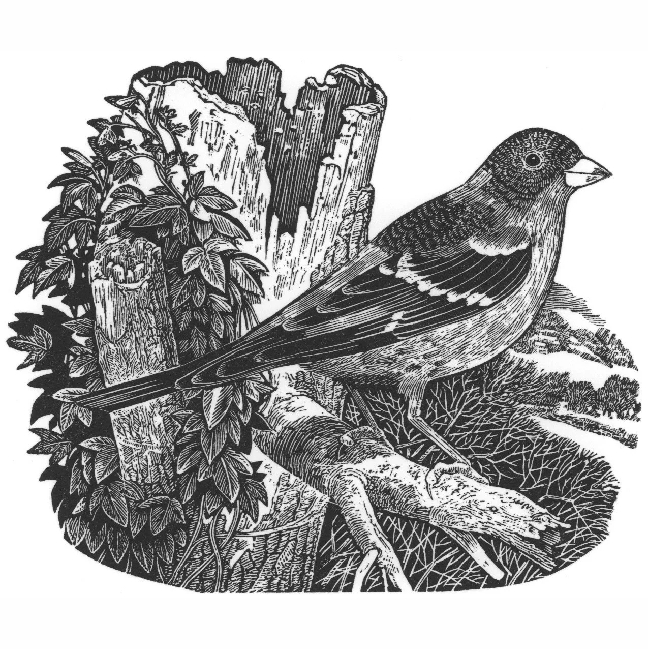 Corfe-Stephens,-Ian.-Brambling.jpg