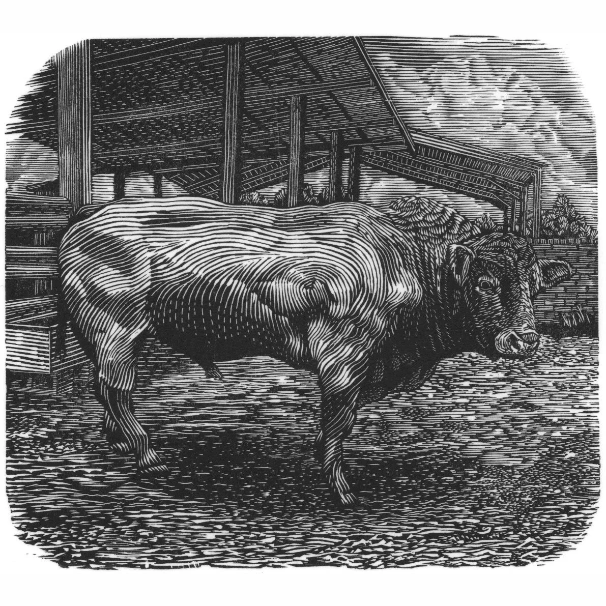 BEN GOODMAN The Buckingham Bull