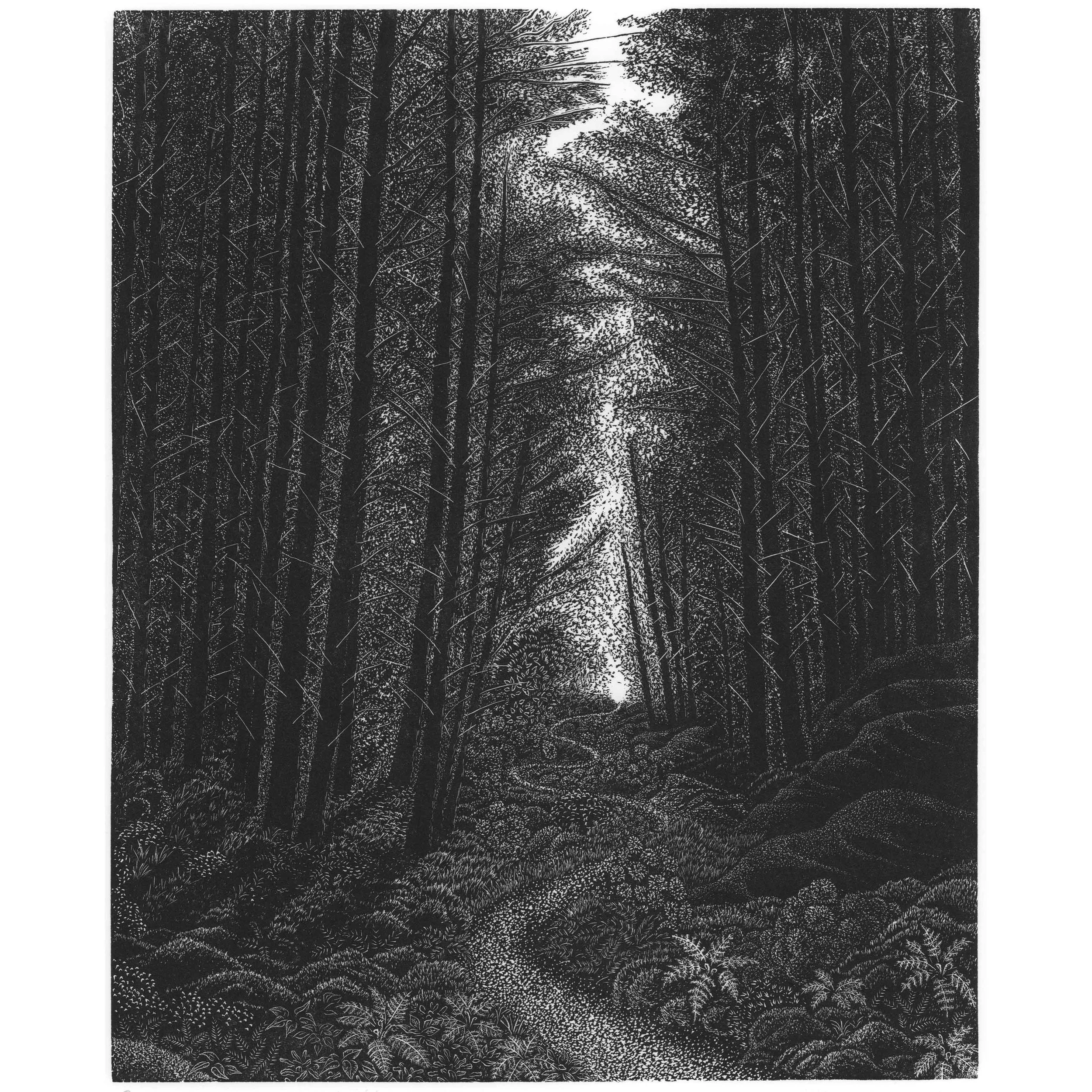 DAVID ROBERTSON Woodland Walk