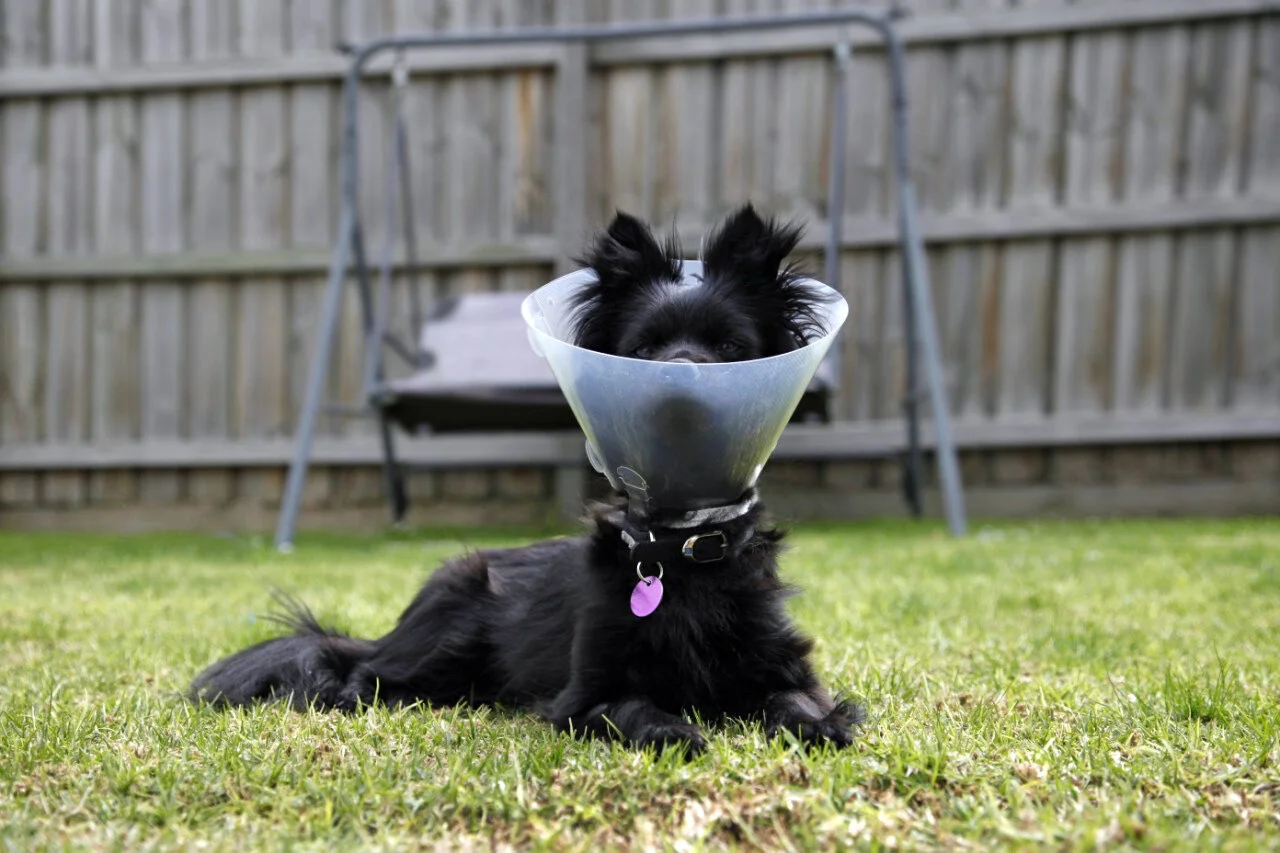 A black dog lying on green grass wearing a plastic cone around its neck with its ears peeking through, in a backyard with a swing and wooden fence in the background.