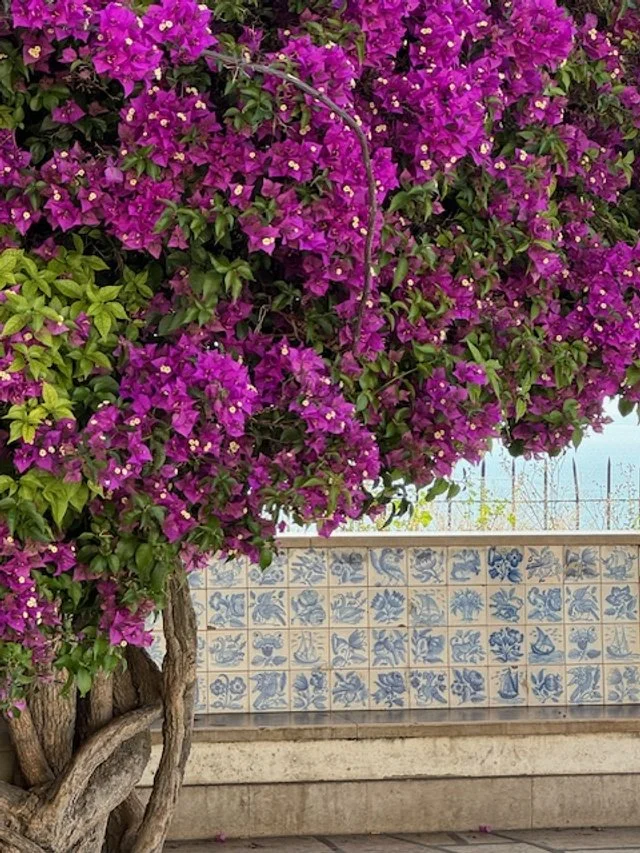 Purple flowering bush with green leaves and a tiled wall with blue and white patterns in the background.
