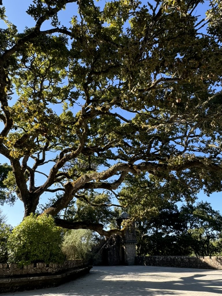 A large tree with sprawling branches and dense green leaves over a stone fence and pathway.