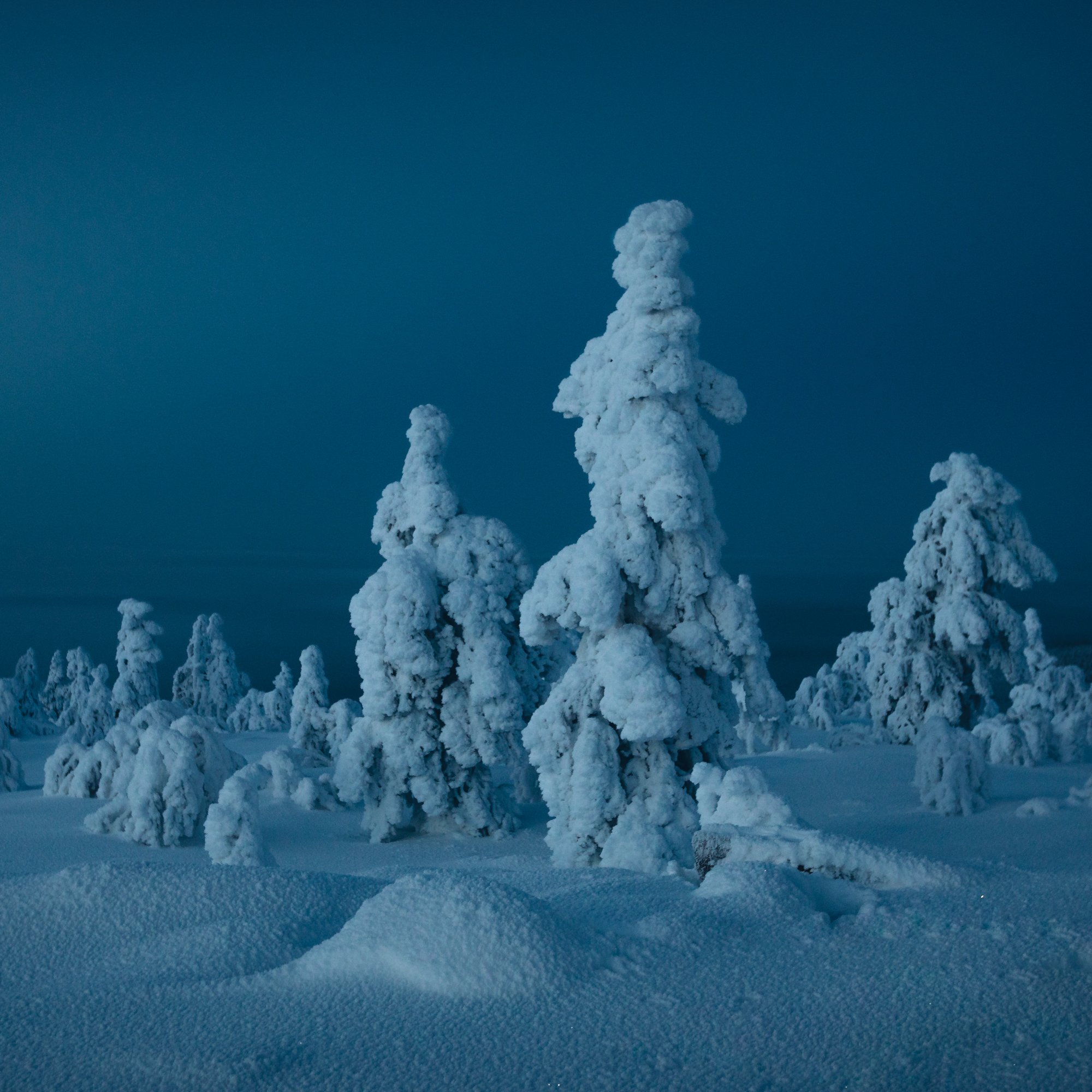 Salla+woods.jpeg