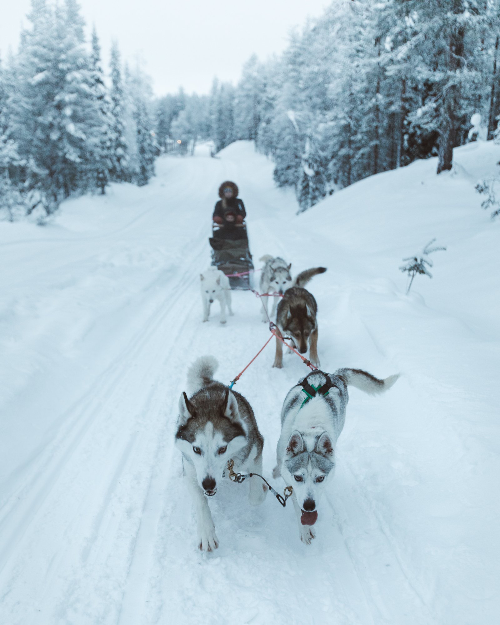 Salla+husky+ride.jpeg