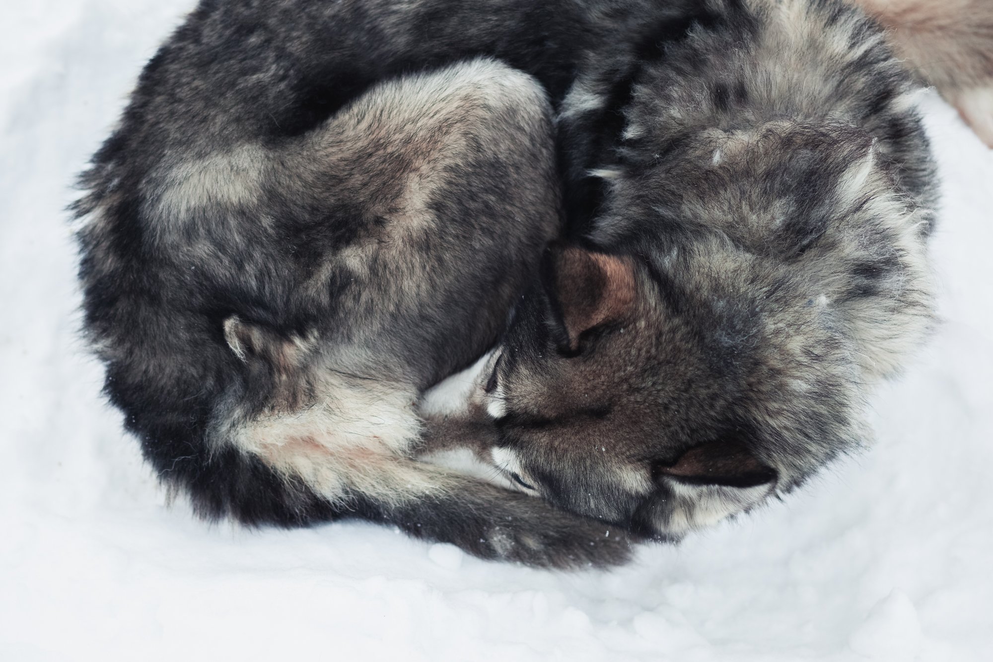 Salla+husky.jpeg