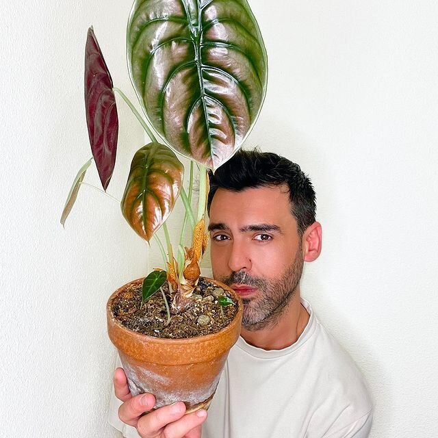 We're featuring Crazy Plant People from all over the world. Get involved, follow us and tag @crazyplantpeople in your portrait with your favourite plants! Don't forget to add a little story about yourself and why you love plants!
--
Featuring @tavo__