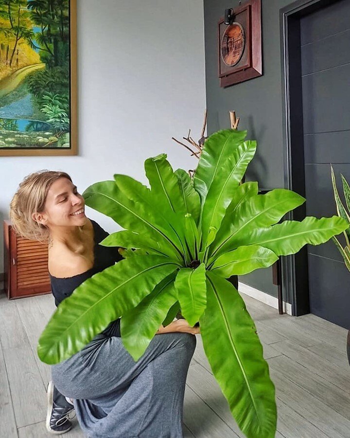 We're featuring Crazy Plant People from all over the world. Get involved, follow us and tag @crazyplantpeople in your portrait with your favourite plants! Don't forget to add a little story about yourself and why you love plants!
--
Featuring @otralo