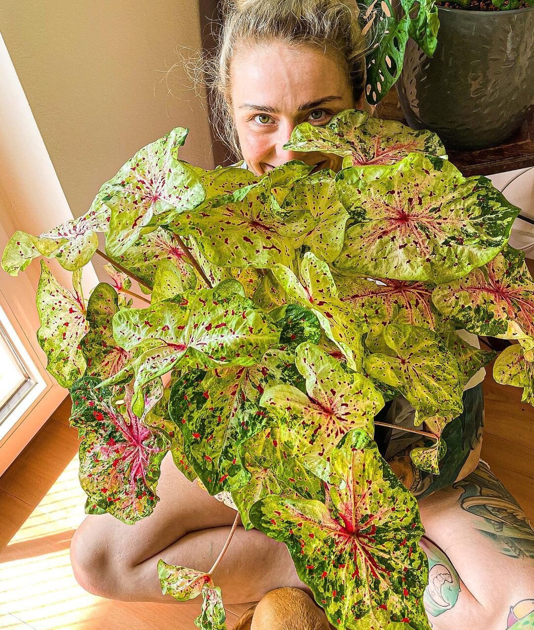 We're featuring Crazy Plant People from all over the world. Get involved, follow us and tag @crazyplantpeople in your portrait with your favourite plants! Don't forget to add a little story about yourself and why you love plants!
--
Featuring @begoni