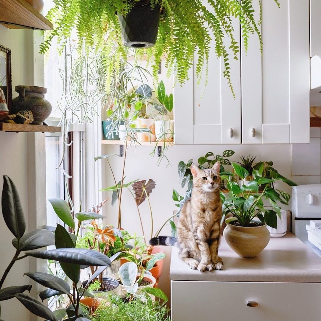 Join us on our brand new platform and get connected with your community. Check out the link in our bio.

🍃 We feature the best of #indoorplantsdecor 😍 ! Follow us for inspiration and to spread the love of beautiful Indoor Plant Decor 🌿
--
Featurin