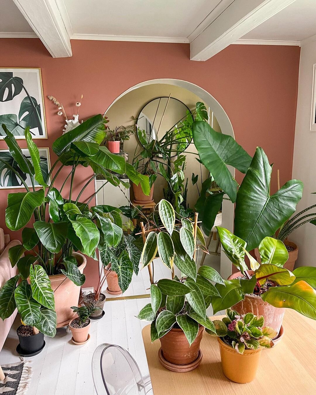 Join us on our brand new platform and get connected with your community. Check out the link in our bio.

🍃 We feature the best of #indoorplantsdecor 😍 ! Follow us for inspiration and to spread the love of beautiful Indoor Plant Decor 🌿
--
Featurin