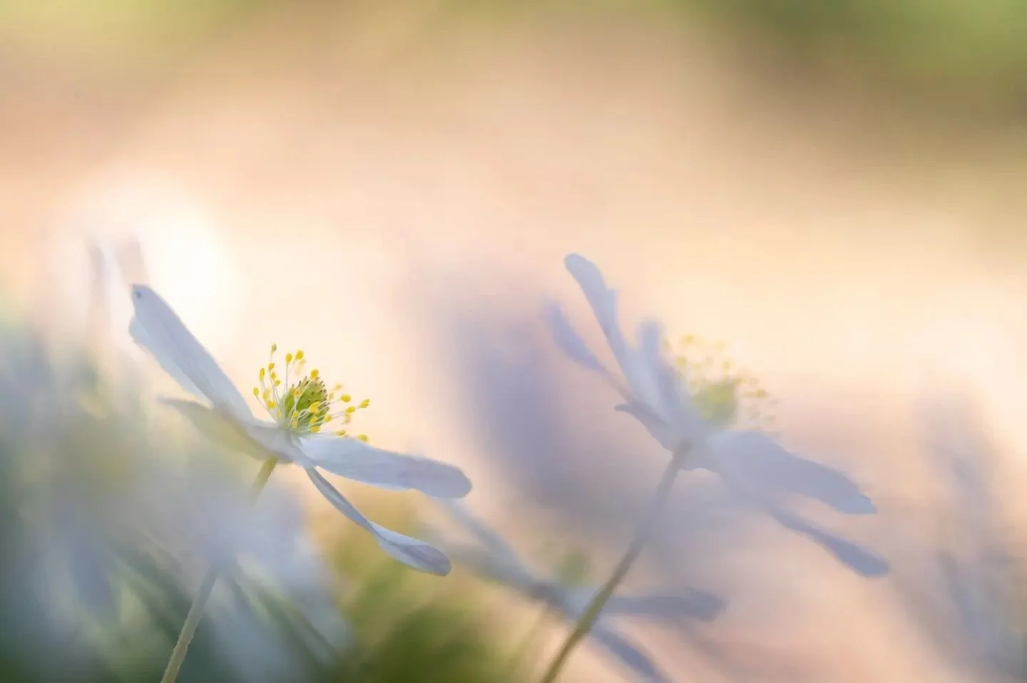 Anemone III
_
_
_
 #nikonbelgium #ig_color #ig_macro #macro_perfection #featured_macros #cupoty #biggest_macros #igbest_macros #kings_flowers #macro_delight #macro_freaks #macro_perfection #top_macro #nature #dreamy #raw_members #raw_flowers_ #thehub