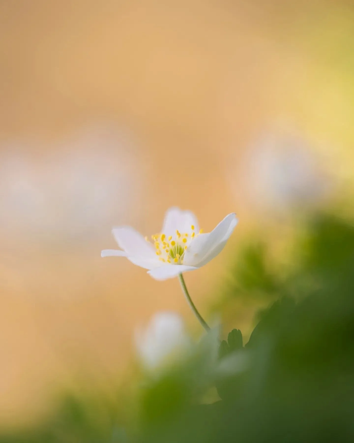 Pastel spring
_
_
_
 #nikonbelgium #ig_color #ig_macro #macro_perfection #nature_perfection #9vaga_macro9 #mushroomphotography #featured_macros #cupoty #biggest_macros #igbest_macros #mushroom #macro_delight #macro_freaks #1macroshot #macro_perfectio
