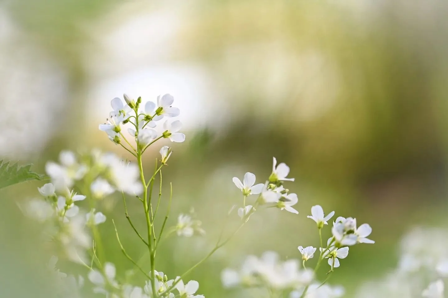 White 🌼💮⚪
_
_
_
 #nikonbelgium #ig_color #ig_macro #macro_perfection #featured_macros #cupoty #biggest_macros #igbest_macros #kings_flowers #macro_delight #macro_freaks #macro_perfection #top_macro #nature #dreamy #raw_members #raw_flowers_ #thehub