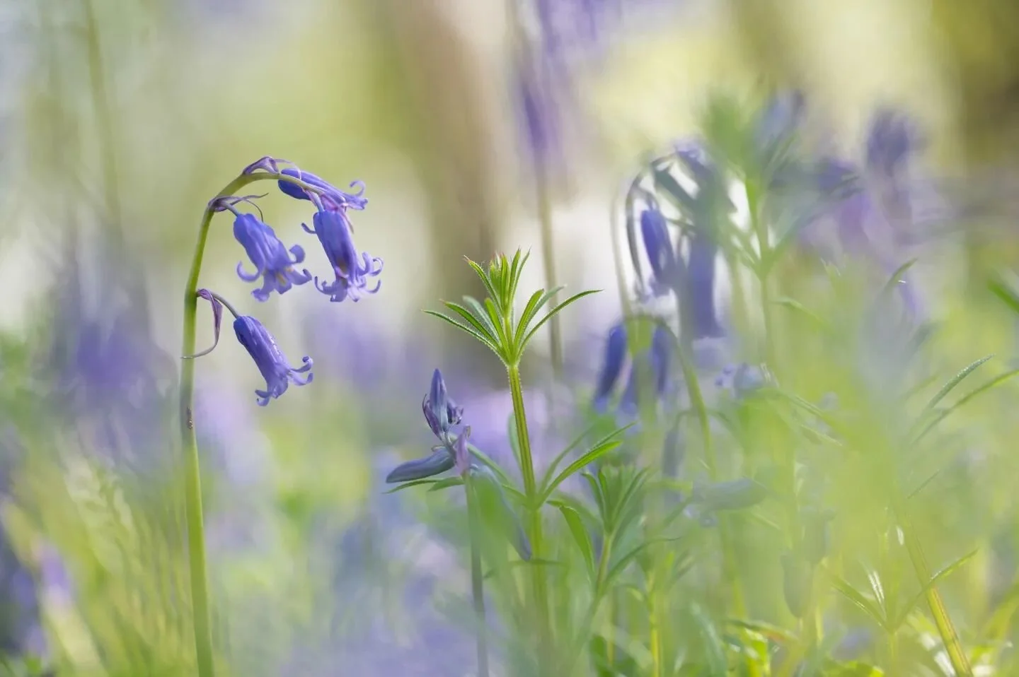 Bluebells 
_
_
_
 #nikonbelgium #ig_color #ig_macro #macro_perfection #featured_macros #cupoty #biggest_macros #igbest_macros #kings_flowers #macro_delight #macro_freaks #macro_perfection #top_macro #nature #dreamy #raw_members #raw_flowers_ #thehub_