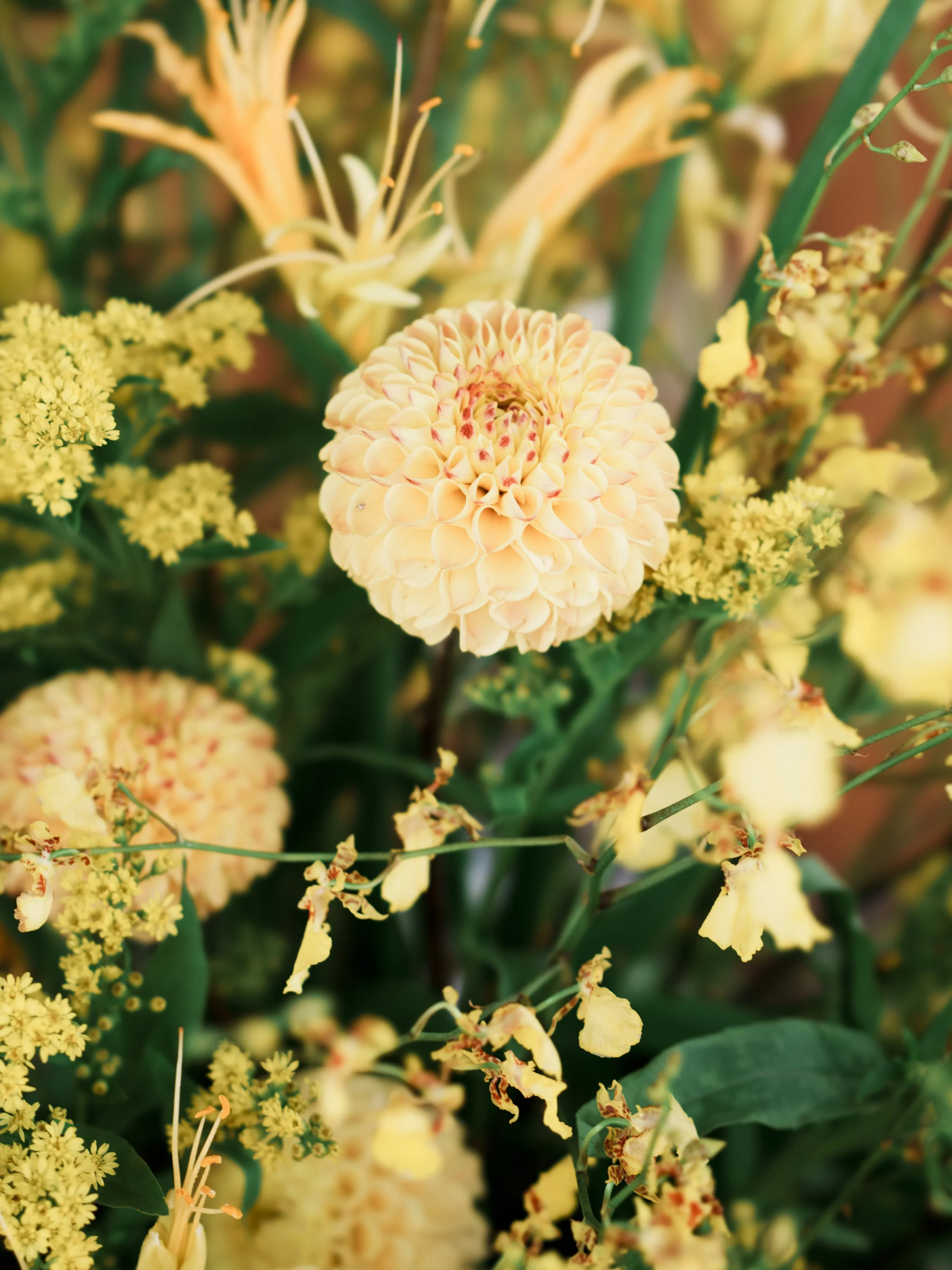 yellow 1.jpg
