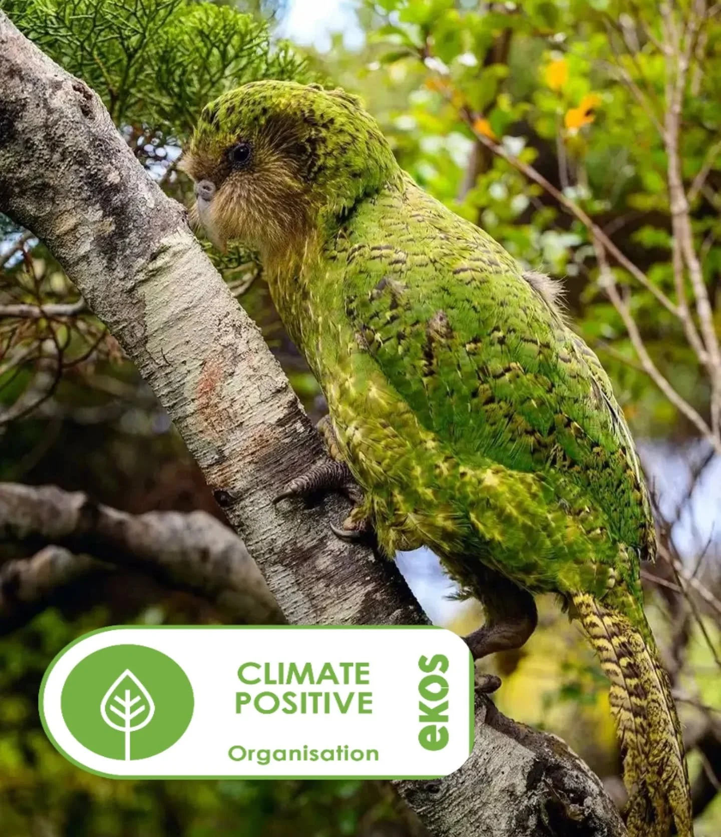 We&rsquo;re proud to share that Froth Technologies has achieved Ekos Climate Positive re-certification (FY26) @ekosaotearoa

Since our FY22 base year, we&rsquo;ve reduced absolute emissions by 10.38% and improved emissions intensity by 45.06%, while 