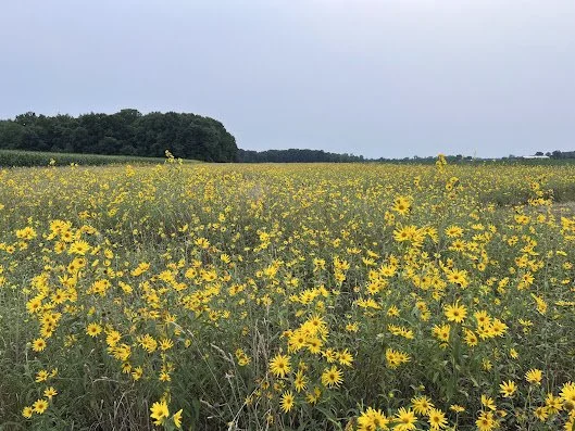 Sunflower Trail 05.jpg
