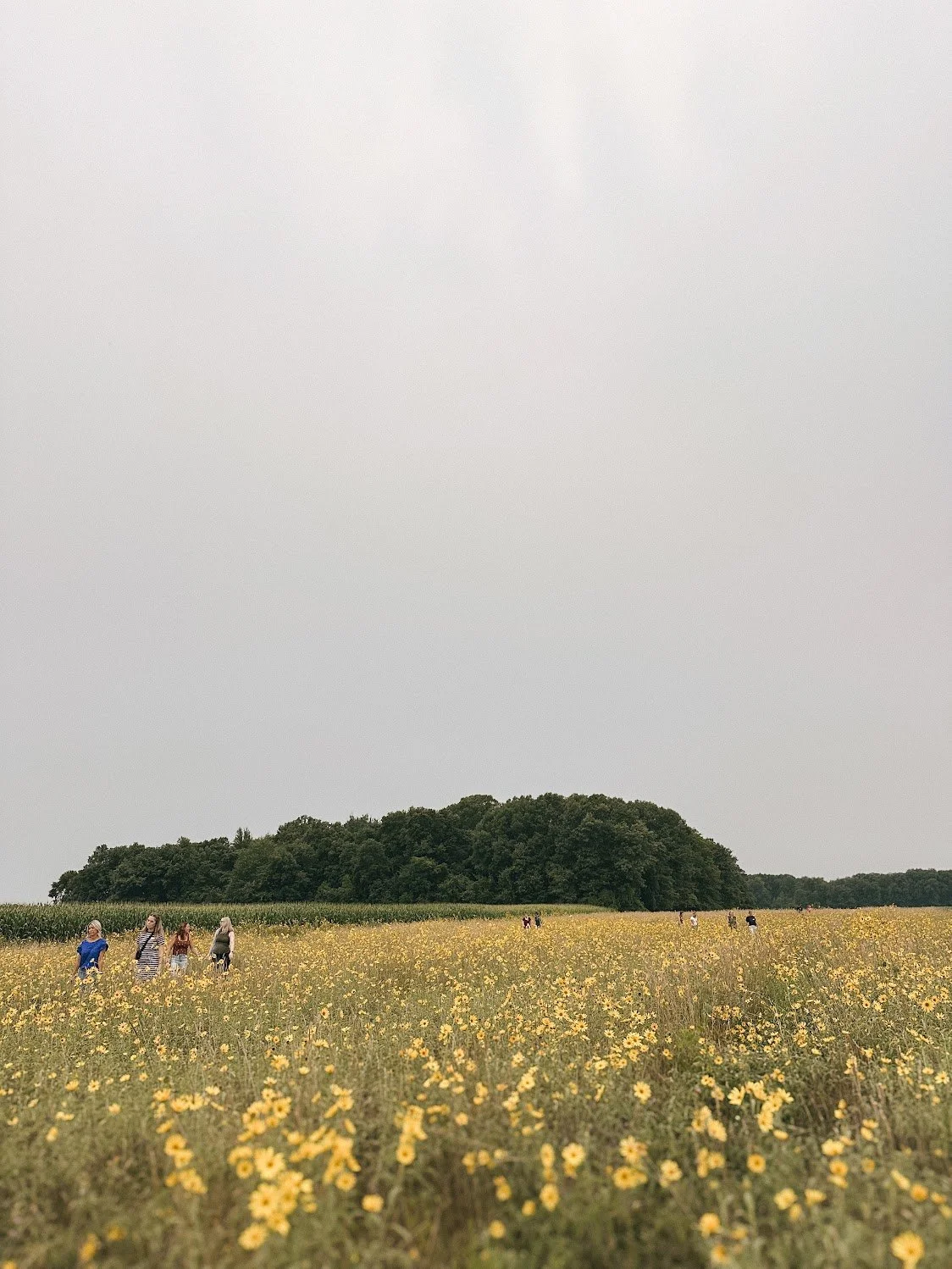 Sunflower Trail 09.jpeg