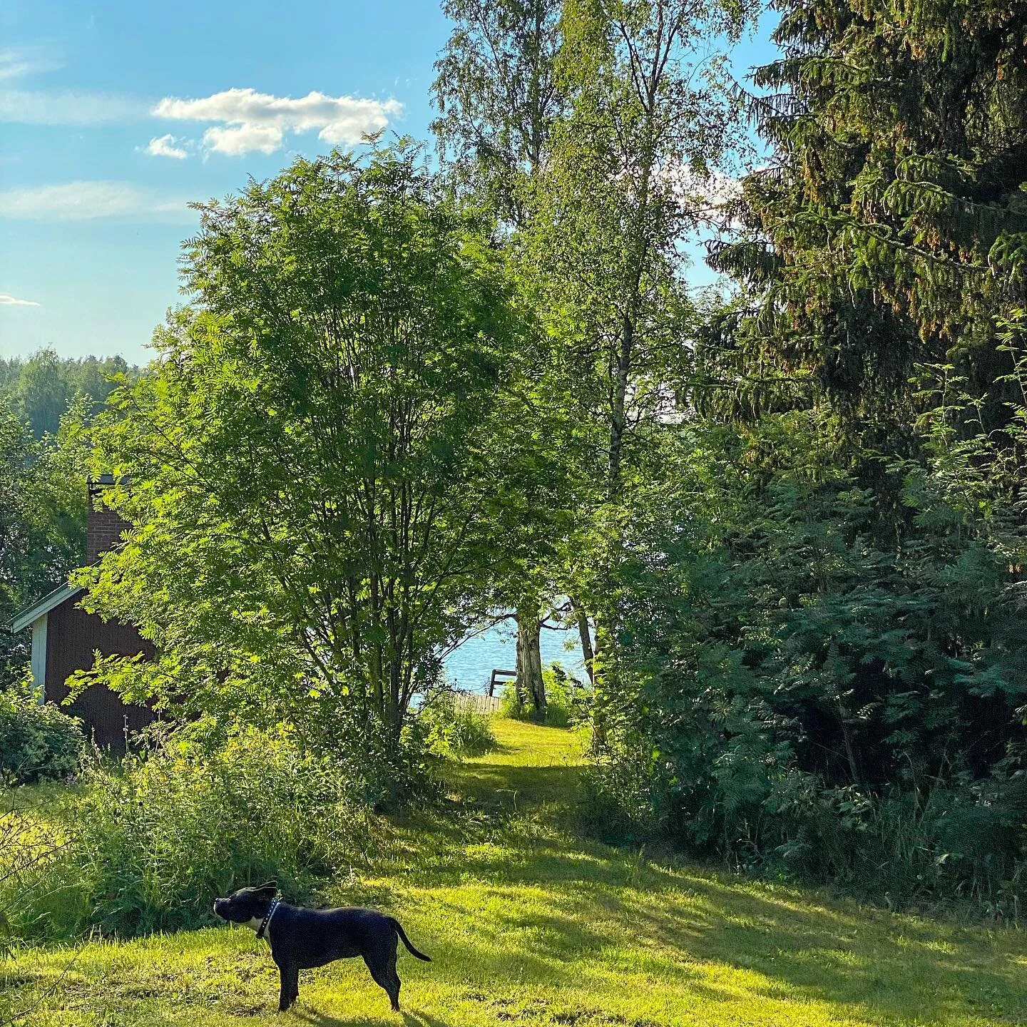 Koirulin ensipuraisu 💚 #lomalla #saimaa #postikortti #thisisfinland #doggolife🐾 #staffy #staffymix