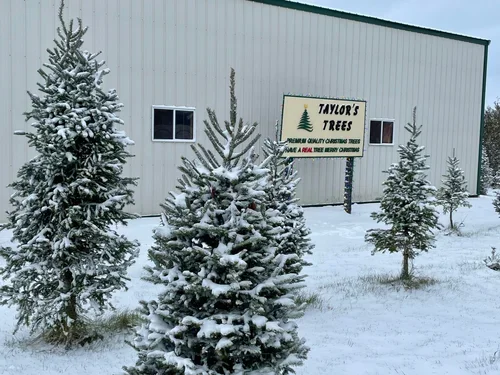 snow christmas tree.webp