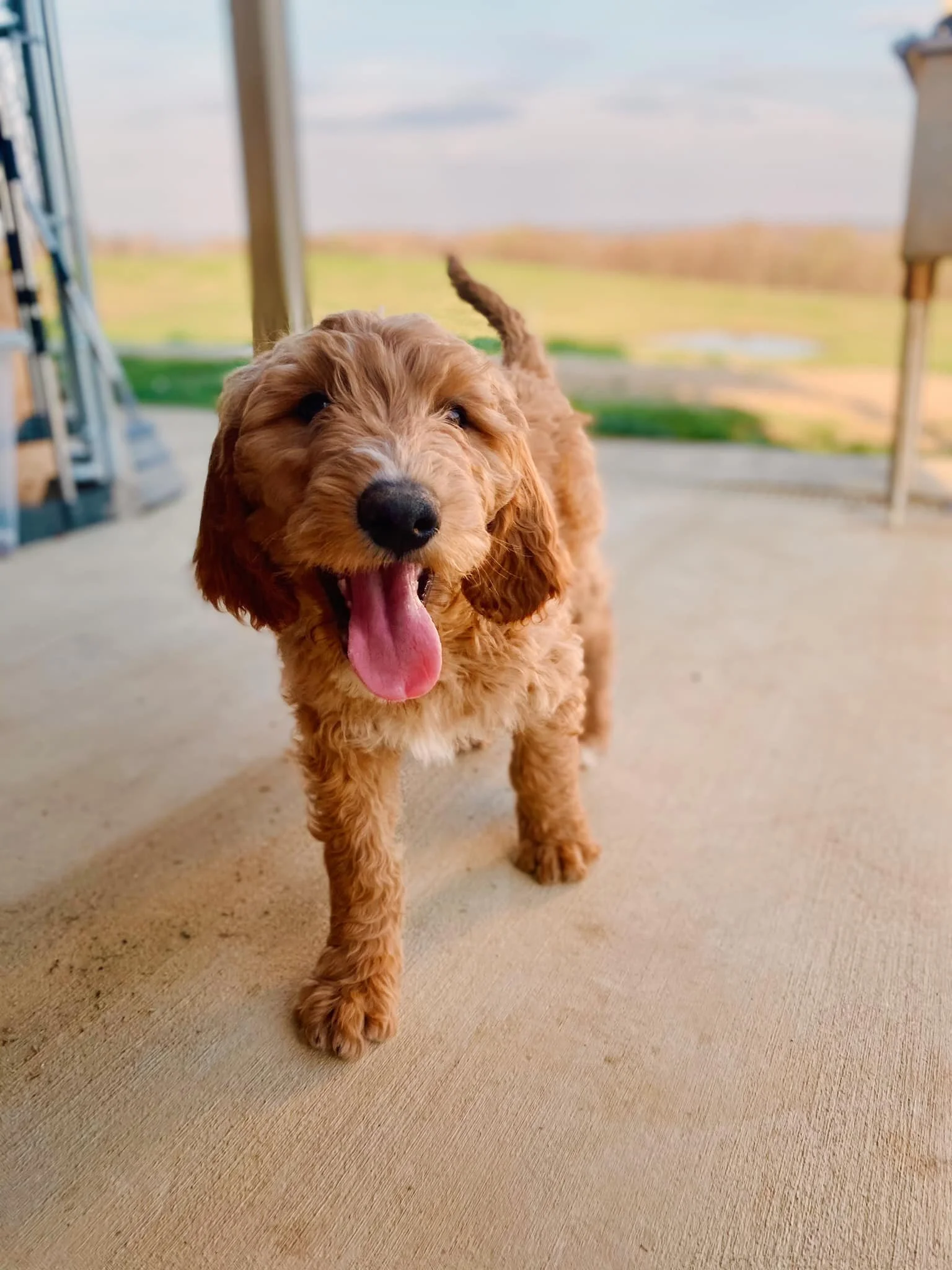 Puppies — VanMeter Family Farm
