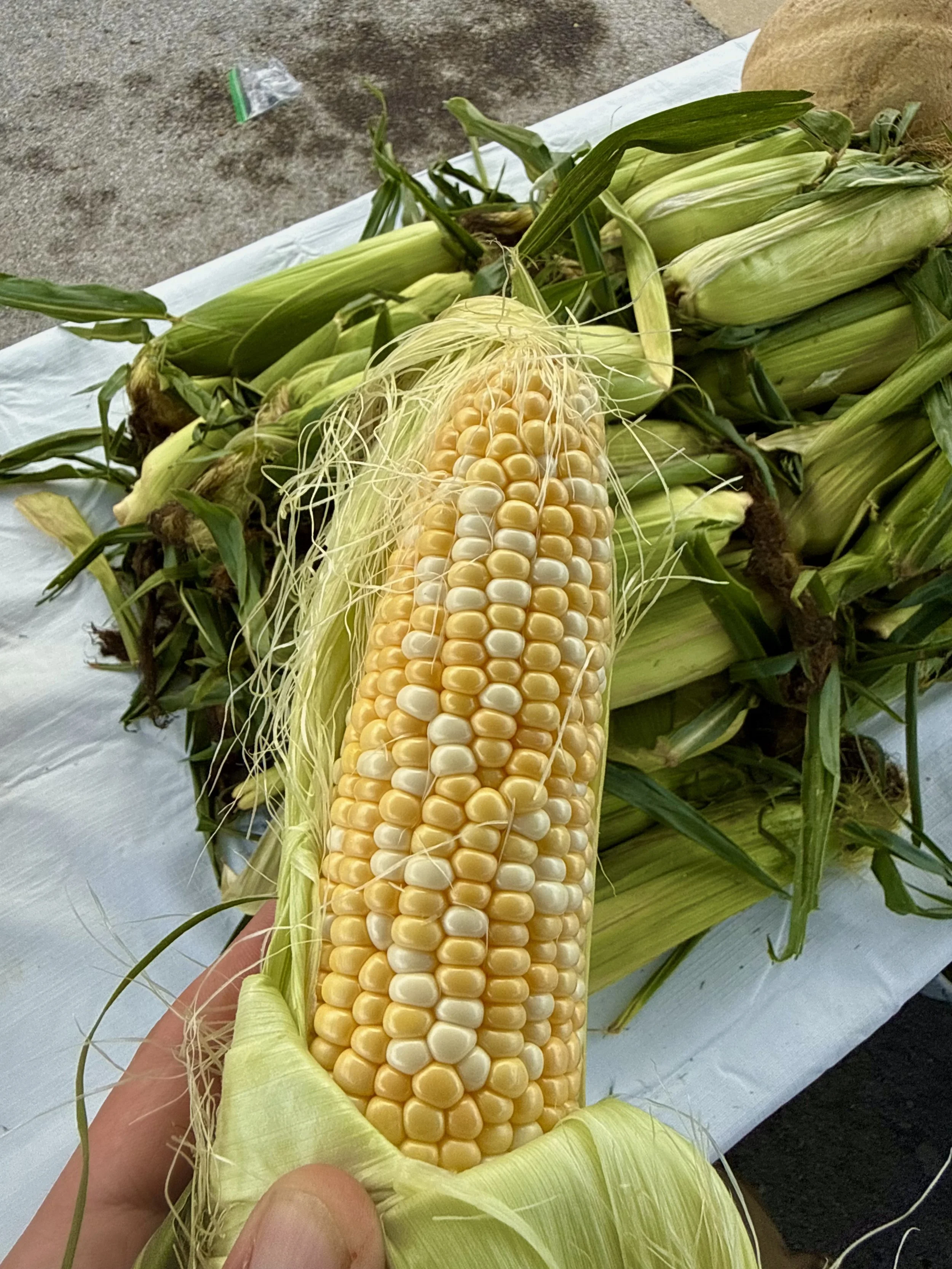 Bushels of Sweet Corn