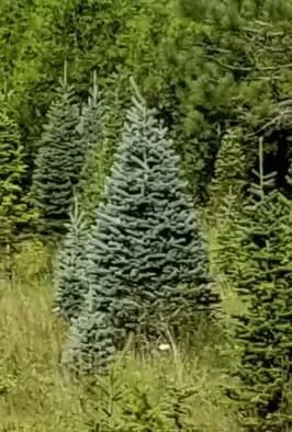 large christmas tree.webp