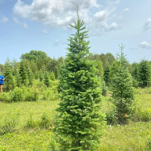 christmas tree 3.webp