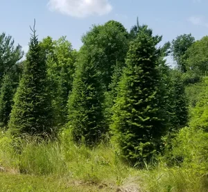 christmas trees 2025.webp