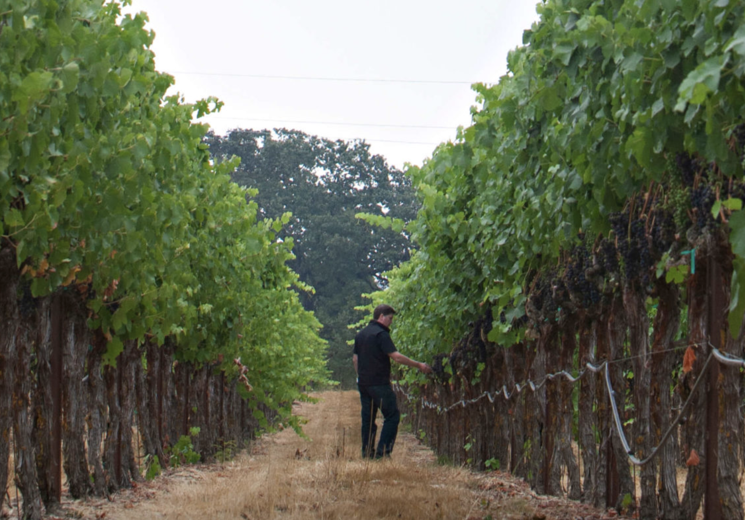 Wine &amp; Dine with MacLaren Wines