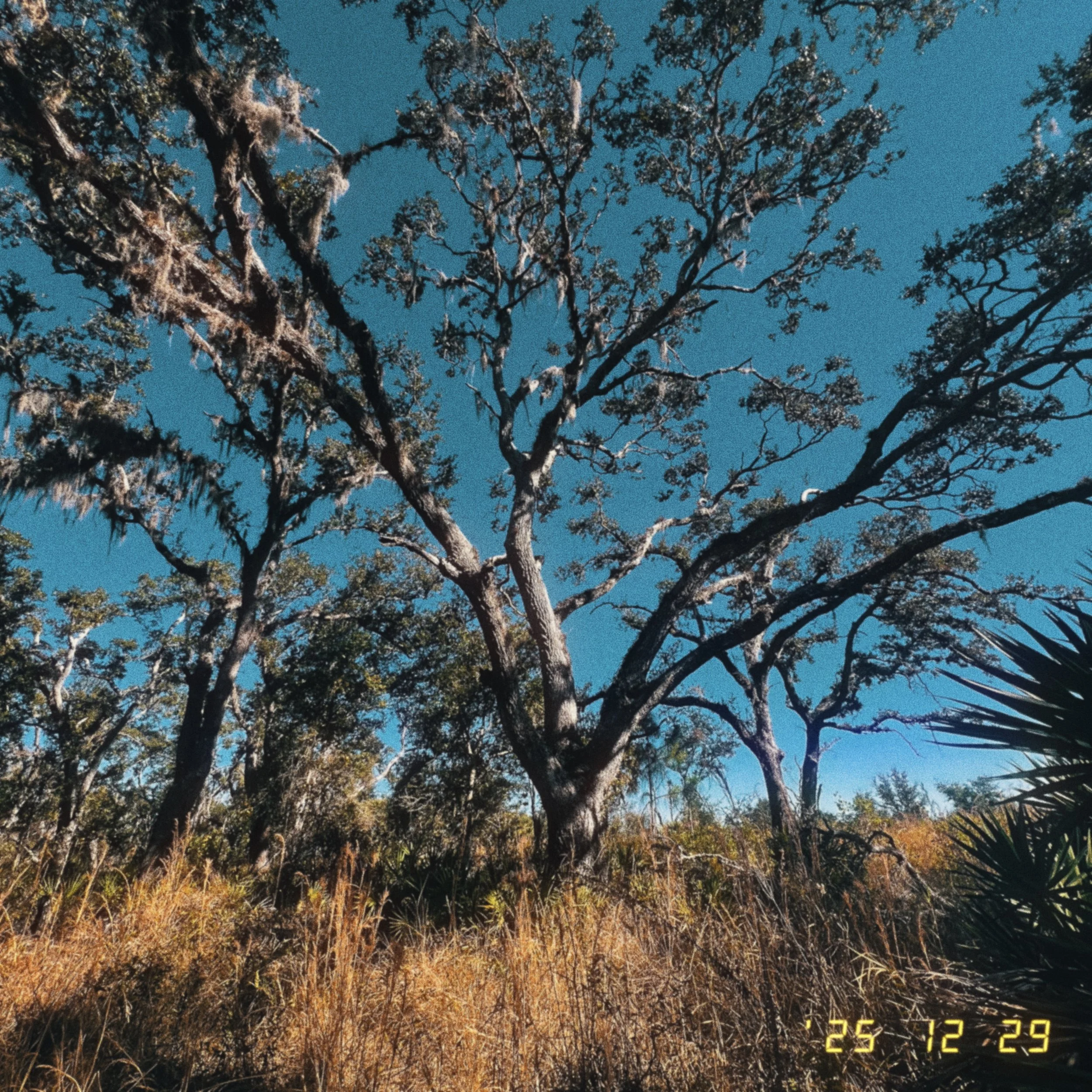 Nature Fix for Health in the New Year