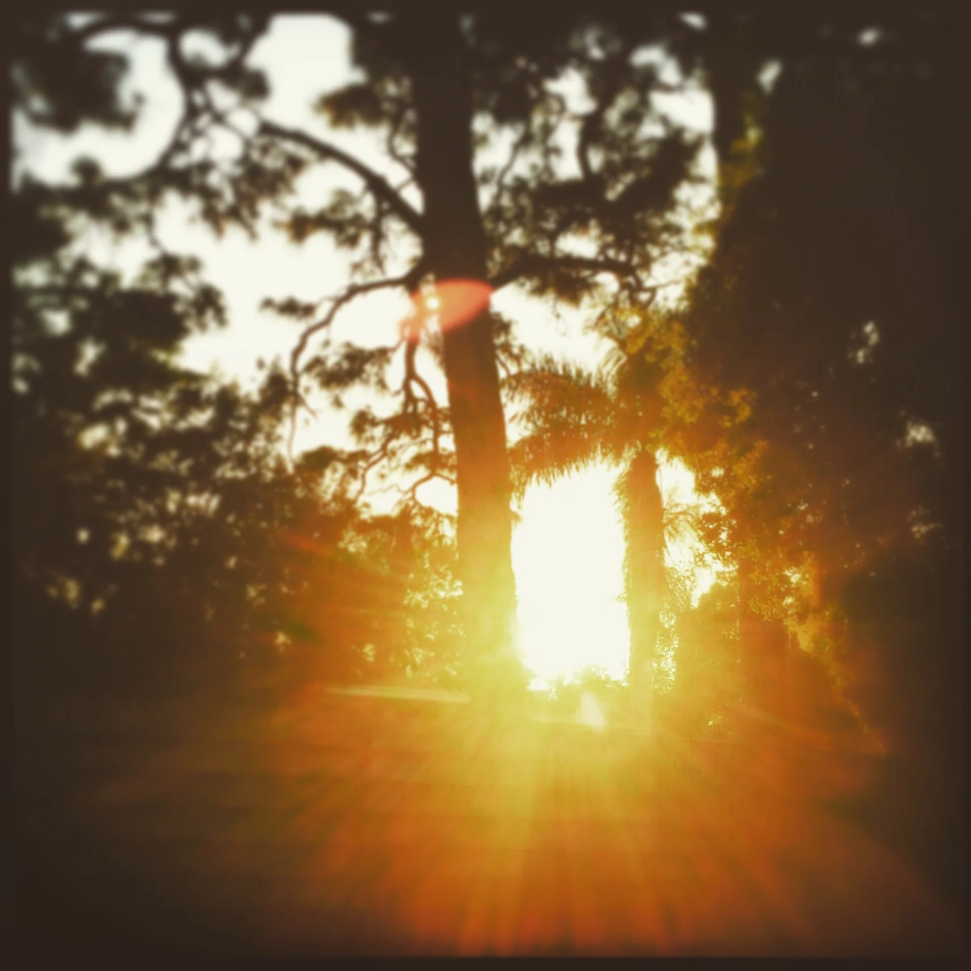 Summer Solstice, A Chinese Medicine Perspective