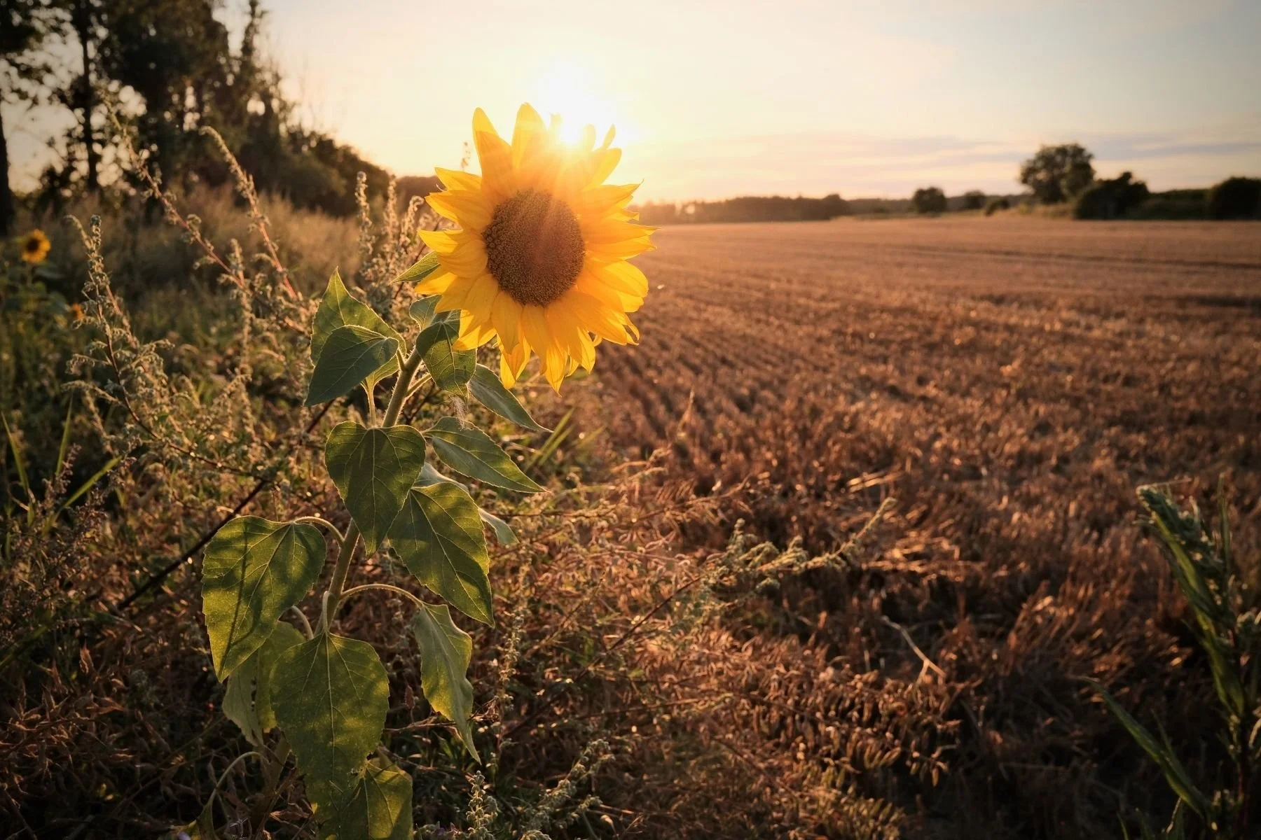 “Late Summer,” the 5th Season in Chinese Medicine