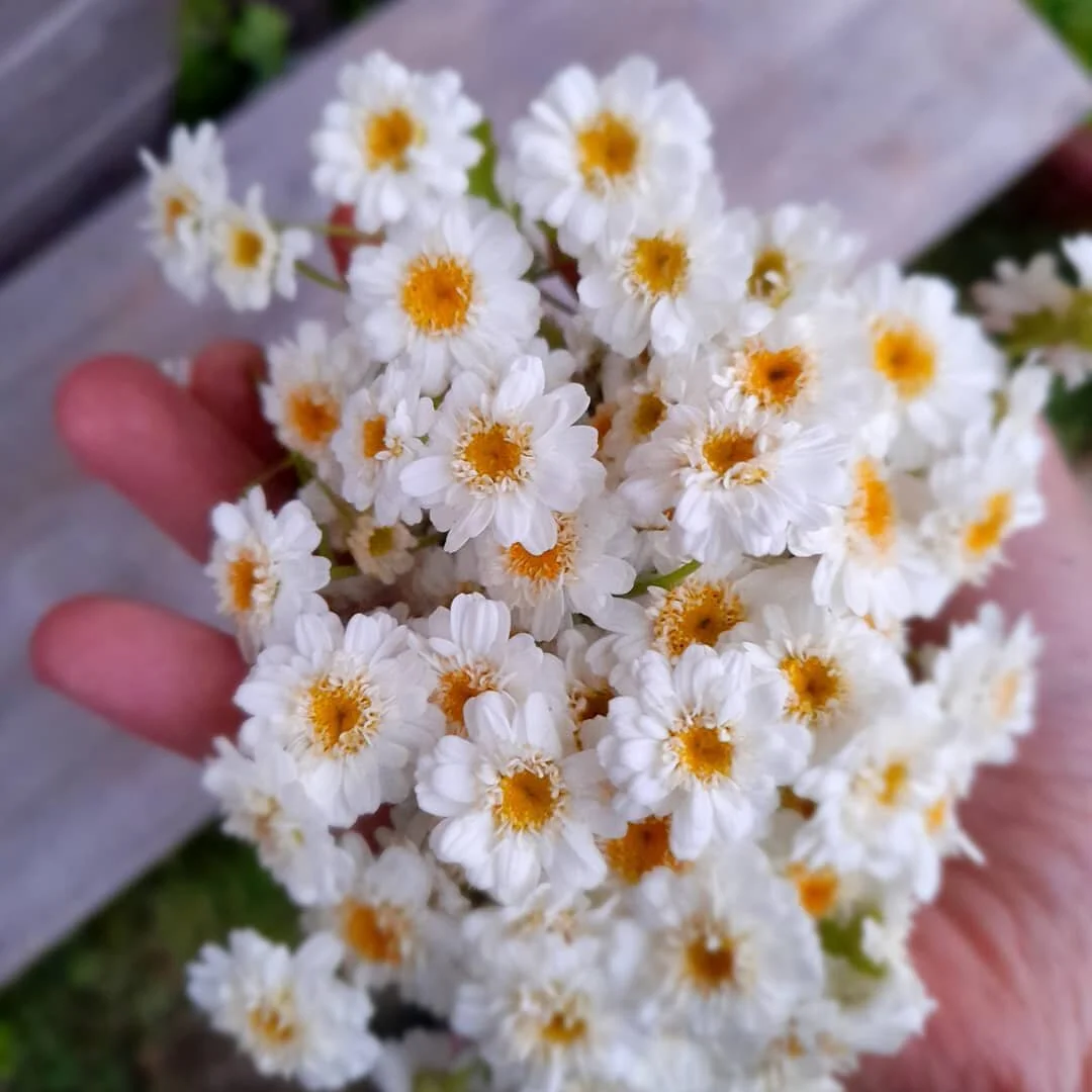 Feverfew comes from the Latin word FEBRIFUGIA meaning &quot;fever reducer&quot;
So beneficial in reducing inflamation to joint pain, PMS symptoms, migranes and also a great insect repellent. The flowers smells so sweet and medicinal at the same time.