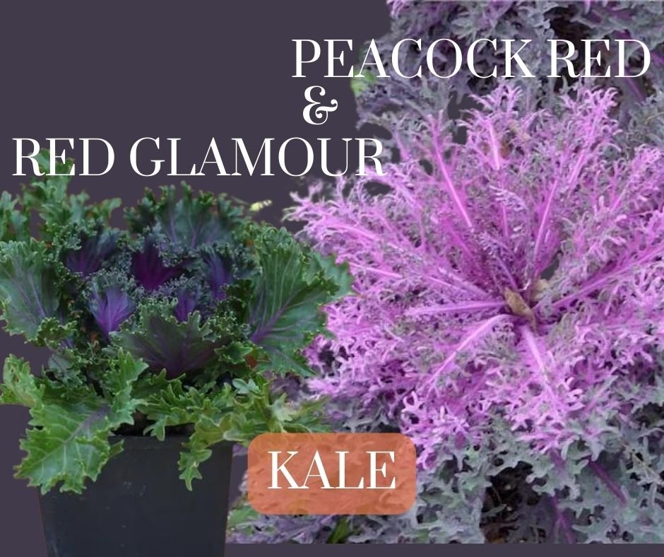 Fall Annuals Roanoke Landscapes fall-annuals-roanoke-landscapes