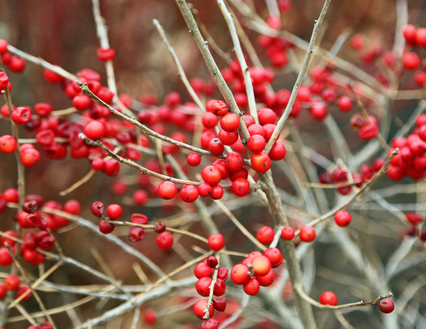 Inkberry Holly.png