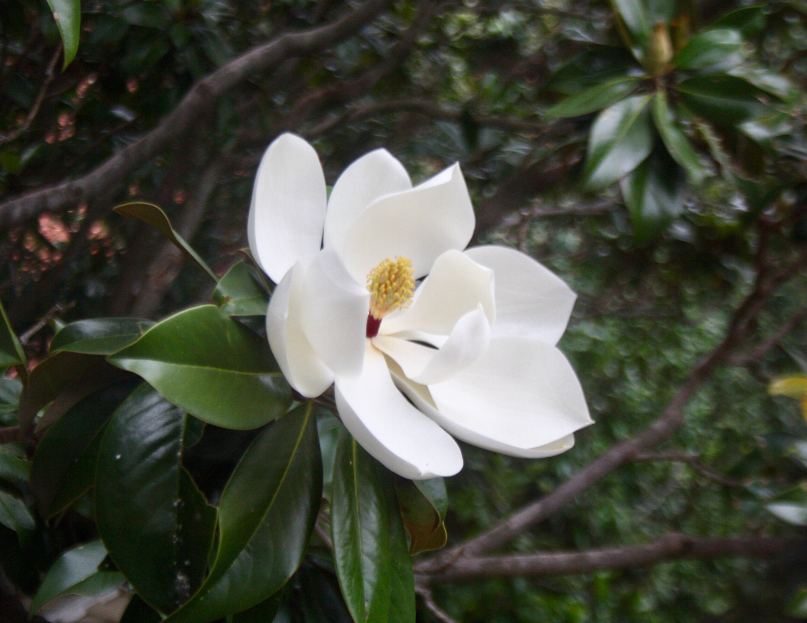 Sweetbay Magnolia.png