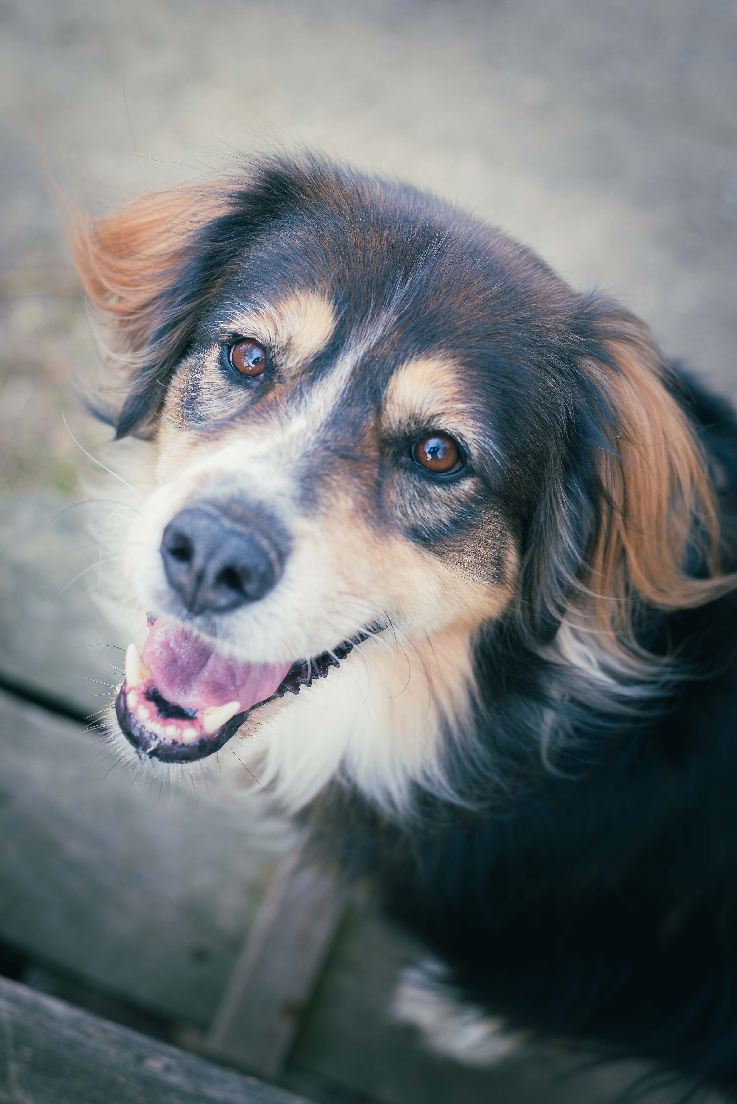 Lustiger Hund mit braunen und schwarzen Fell, schaut freundlich in die Kamera, offene Schnauze, zunge hängt heraus.